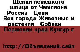 Щенки немецкого шпица от Чемпиона России › Цена ­ 50 000 - Все города Животные и растения » Собаки   . Пермский край,Кунгур г.